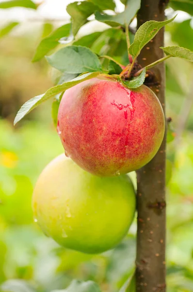 Äpplen på trädgrenen — Stockfoto