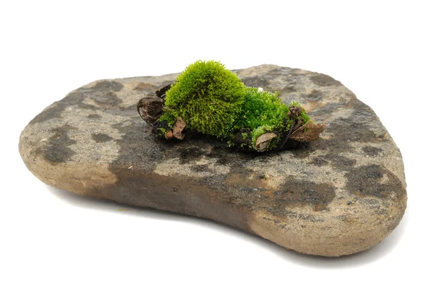Zelený mech na kameni — Stock fotografie