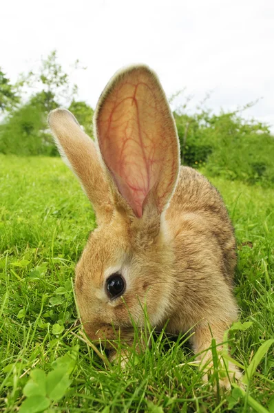 かわいい灰色のウサギ — ストック写真