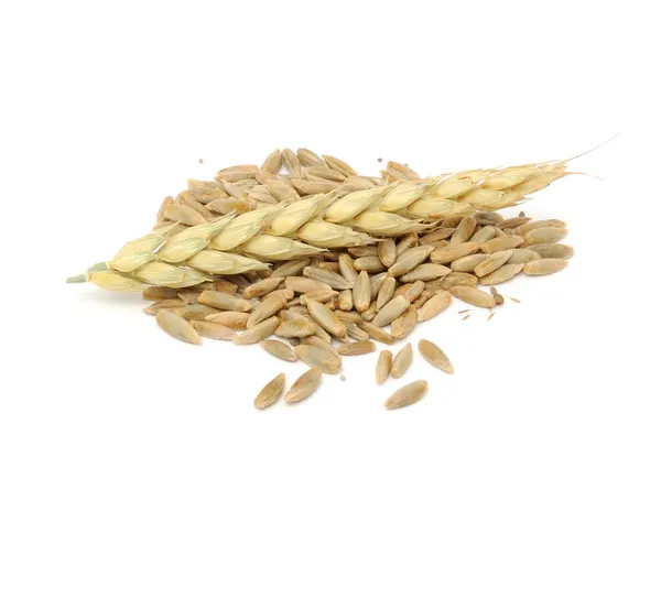 Rye Grains with Ear — Stock Photo, Image