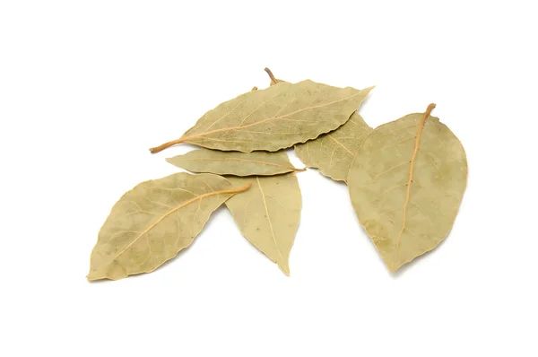 Suszone liście laurowe — Zdjęcie stockowe