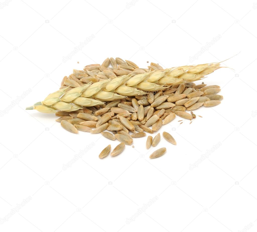 Rye Grains with Ear