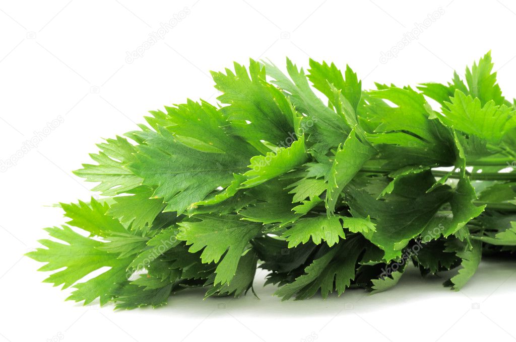 Fresh Green Celery Leaves