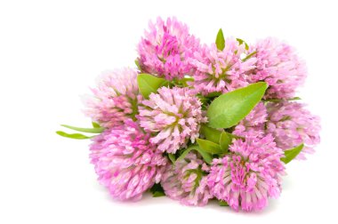 Bouquet of Red Clover clipart