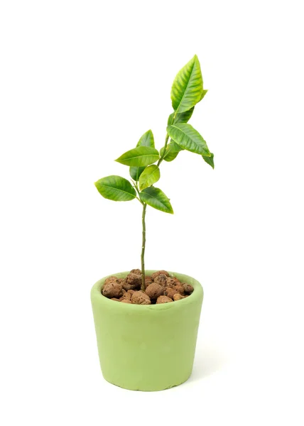 Маленькое зеленое растение растет в горшочке — стоковое фото