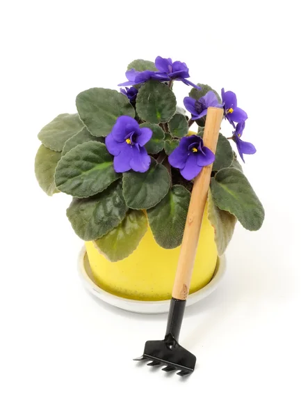 Schöne violette Blume im Topf mit Harke isoliert auf weiß — Stockfoto