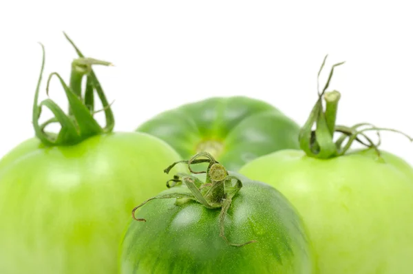 Grüne Tomaten — Stockfoto