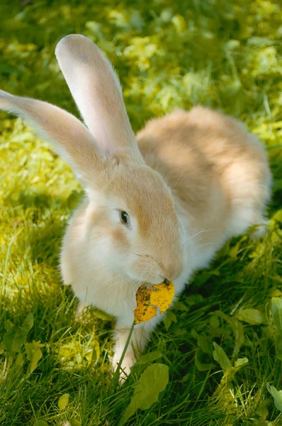Милый кролик с жёлтым листом — стоковое фото