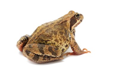 Toad clipart