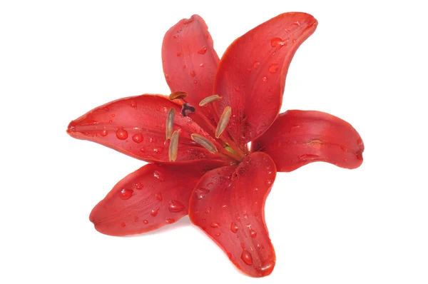Rote Lilie — Stockfoto