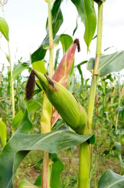 Corn in the Field clipart