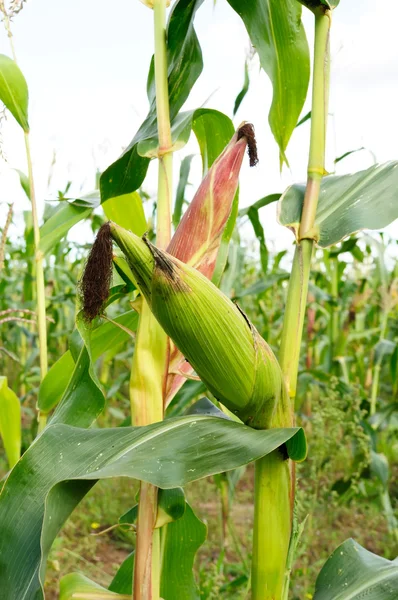 Maïs in het veld — Stockfoto