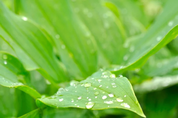 Капли росы на зеленых листьях — стоковое фото