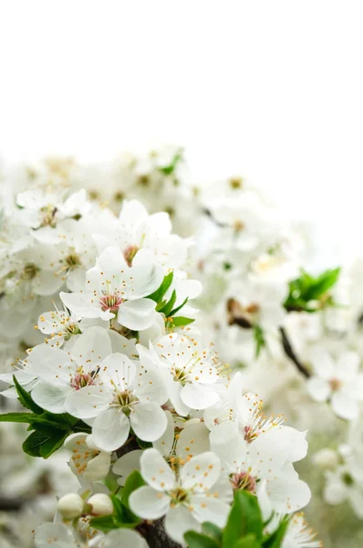 Kersenboom in bloei — Stockfoto