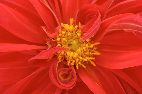 Closeup Red dahlia — Stock fotografie