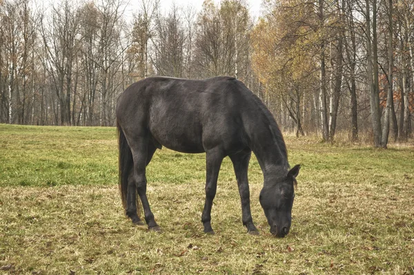 Чёрная лошадь пасущаяся на пастбище — стоковое фото