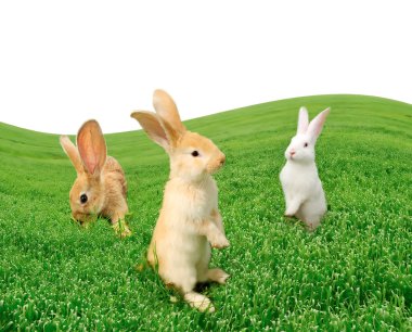 Cute Rabbits in the Field clipart