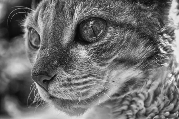 Güzel cornish rex kedi — Stok fotoğraf