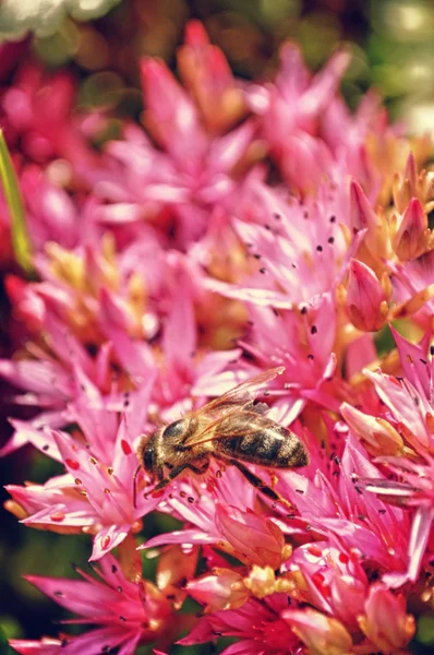 Bee pollinerar sedum spurium blommor — Stockfoto