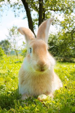 Cute Rabbit Sitting on the Grass clipart