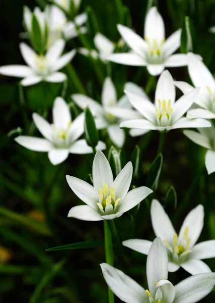Lilla vita liljor — Stockfoto