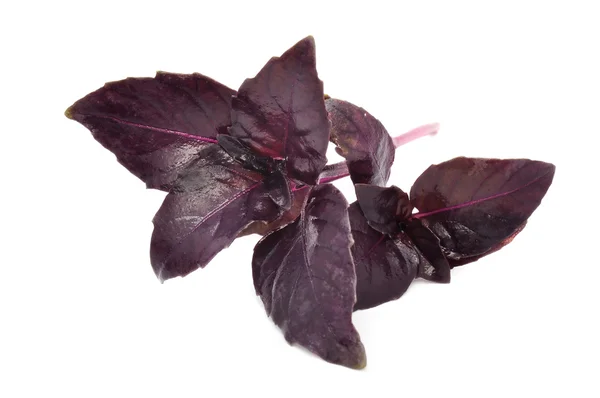 Fresh Red Basil — Stock Photo, Image
