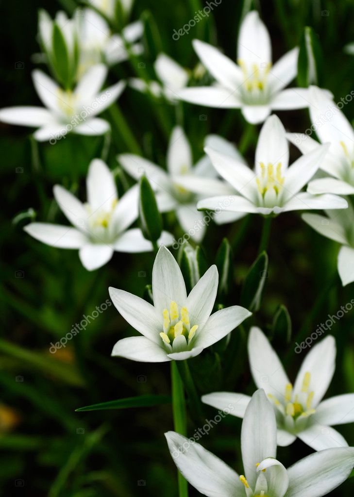 Little White Lilies — Stock Photo © Digifuture #4194790