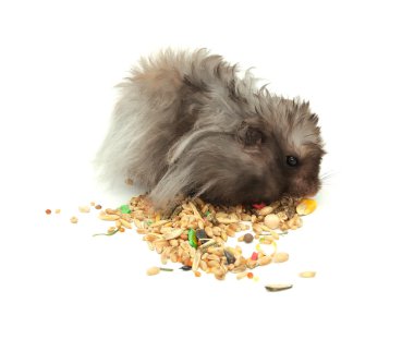 Fluffy Hamster Eating Grains clipart