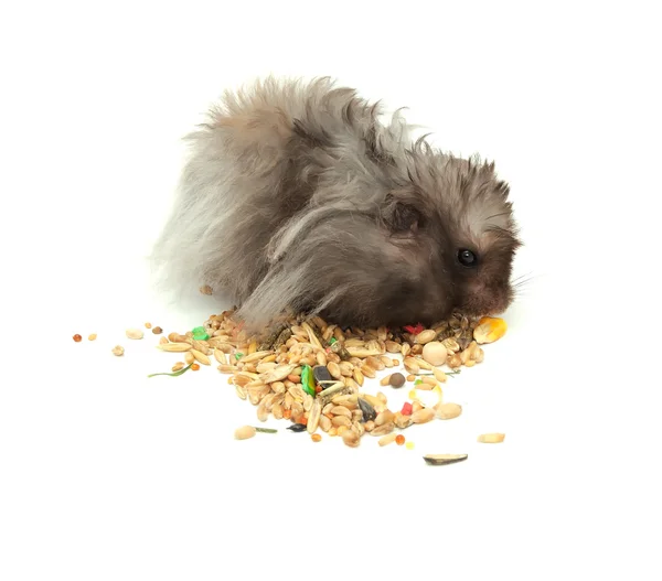 Fluffy Hamster Eating Grains — Stock Photo, Image