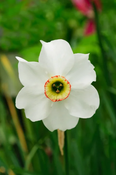 Narcissus Flower — Stock Photo, Image