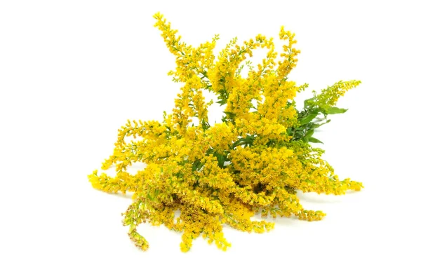 Canada Goldenrod Flowers — Stock Photo, Image