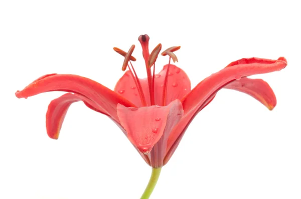 Rode lily close-up — Stockfoto