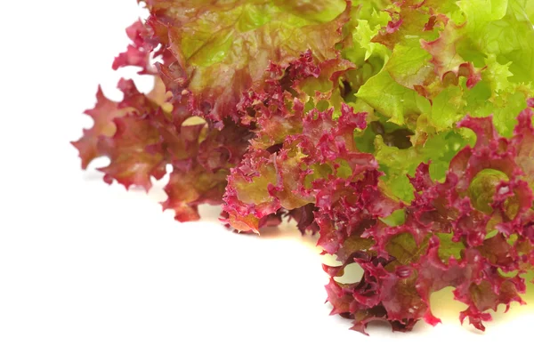 Bunch of Lettuce — Stock Photo, Image