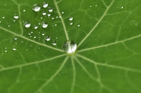 Green Leaf with Dew Drops — Stock Photo, Image