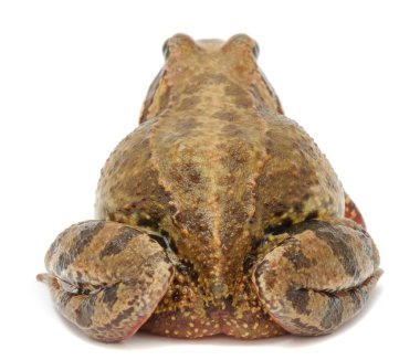 Toad (Back View) clipart