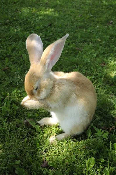 Lindo conejo lavado su cara —  Fotos de Stock