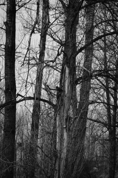Жуткий тёмный лес — стоковое фото