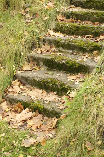 stock image Mossy Staircase with Fallen Maple Leaves