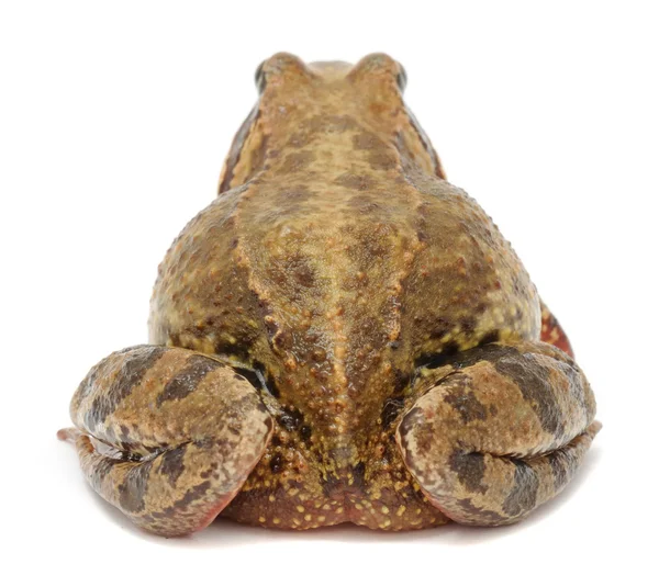Kurbağa (Arkadan Görünüm) — Stok fotoğraf