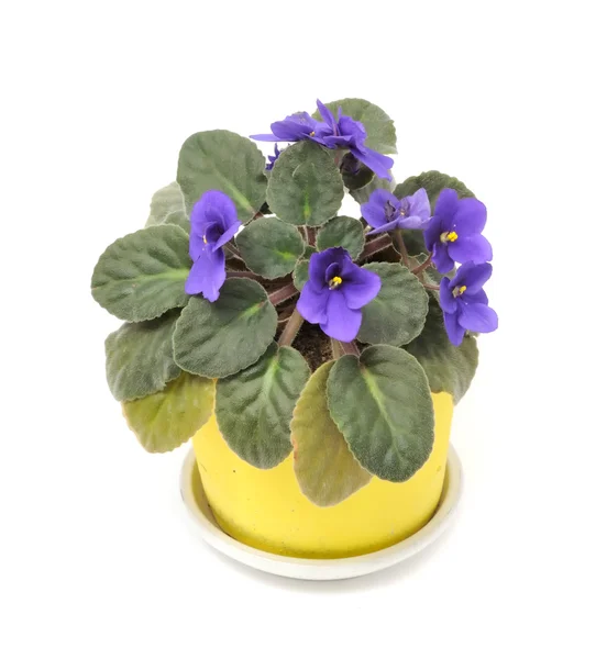 Schöne violette Blume im Topf — Stockfoto