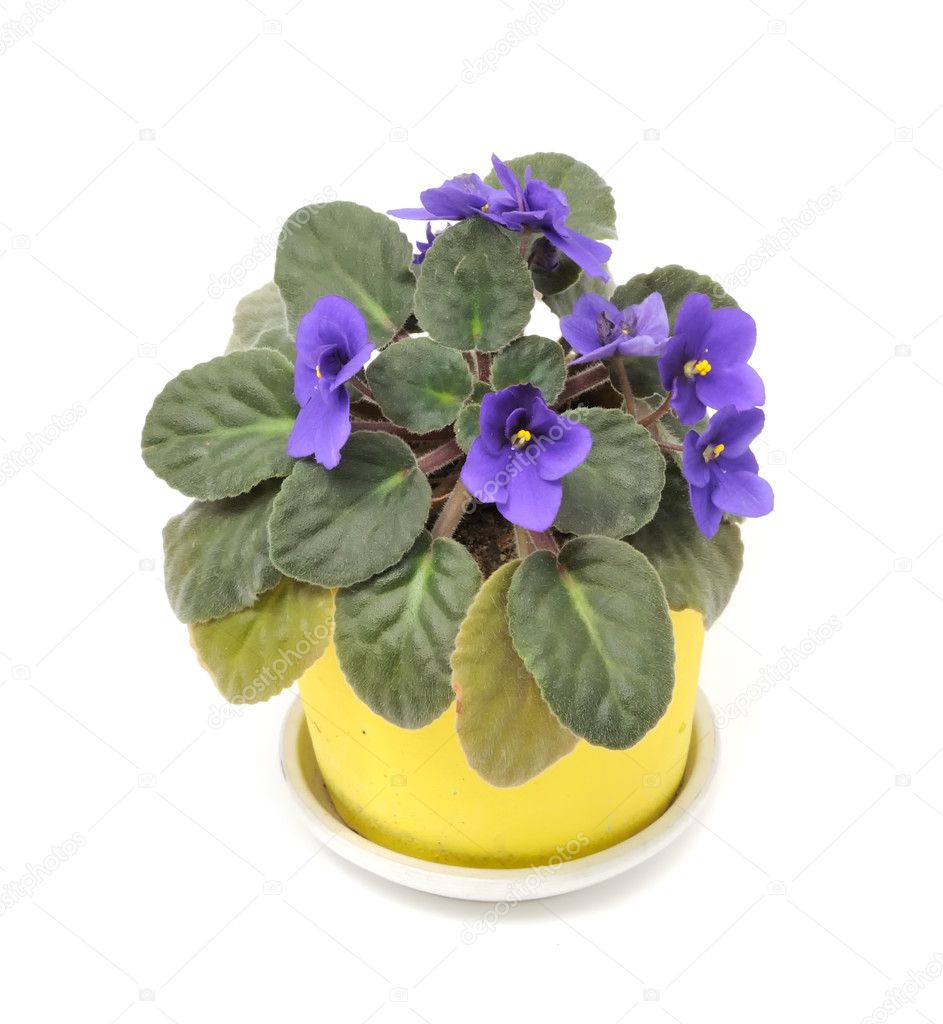 Beautiful Violet Flower in Pot