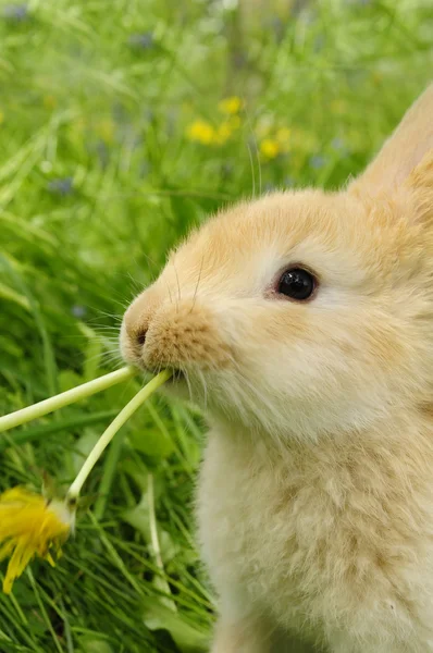 Симпатичный кролик, поедающий одуванчики — стоковое фото