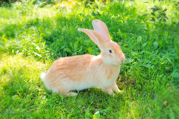Милый кролик на траве — стоковое фото