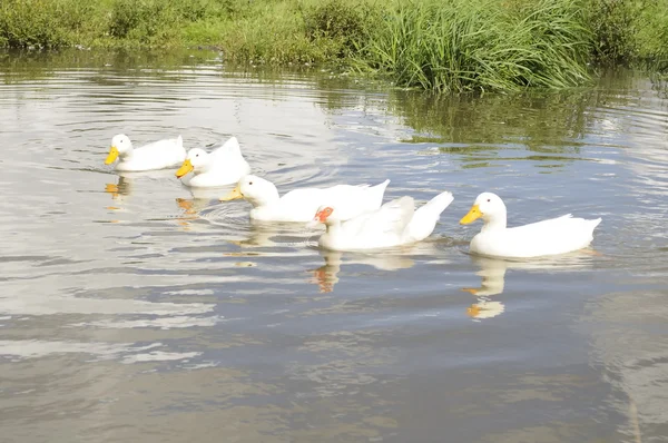 Geese in the Pond — Stock Photo, Image