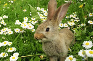 Cute Rabbit in Grass clipart