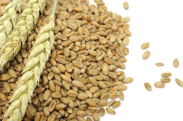 Pilha de grãos de trigo com orelhas — Fotografia de Stock