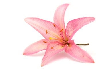 Beautiful Pink Lily clipart