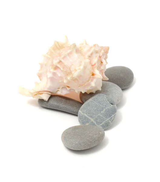 海石头和壳 — 图库照片