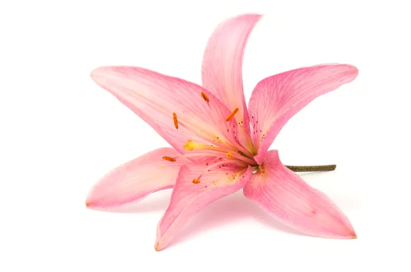 Beautiful Pink Lily — Stock Photo, Image
