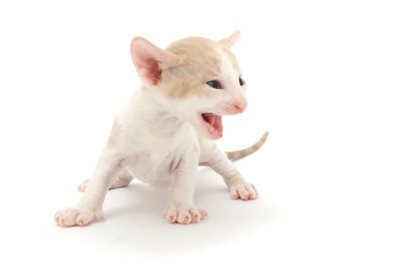 Korkmuş küçük kedi yavrusu — Stok fotoğraf